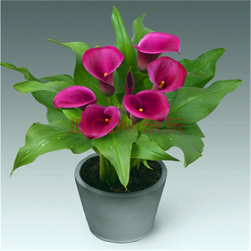 四季彩色马蹄莲种球盆栽带花植物室内大球带牙多年生花卉 a19.