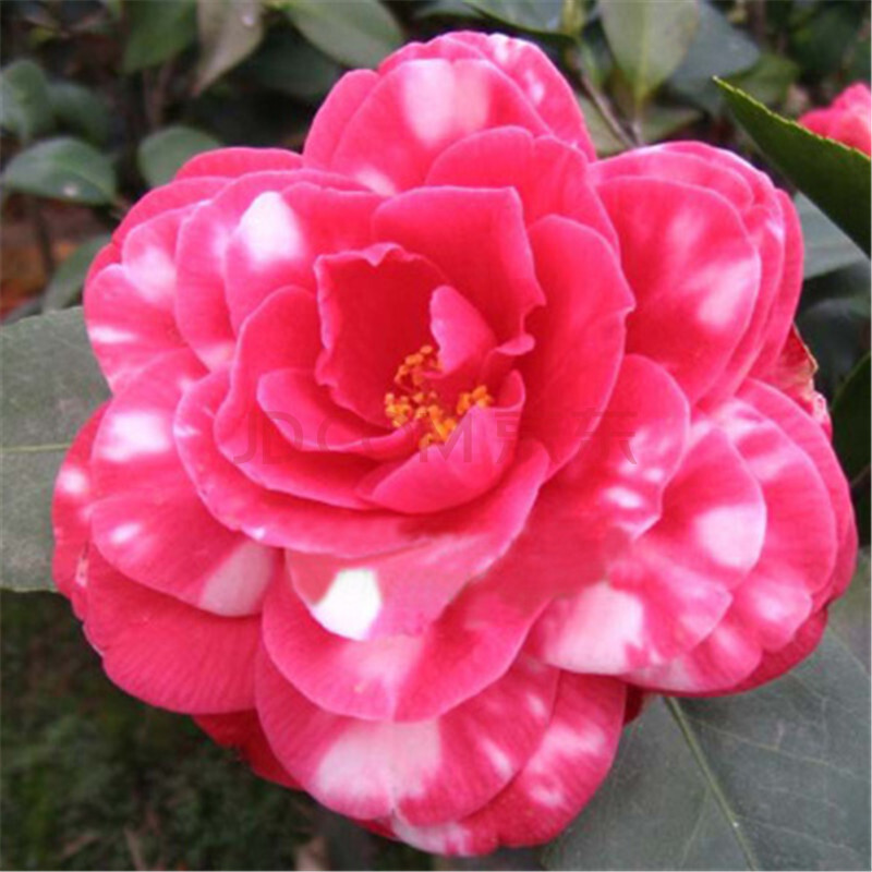 茶花树苗盆栽室内花卉当年开花南北方种植 南天武士 四年苗