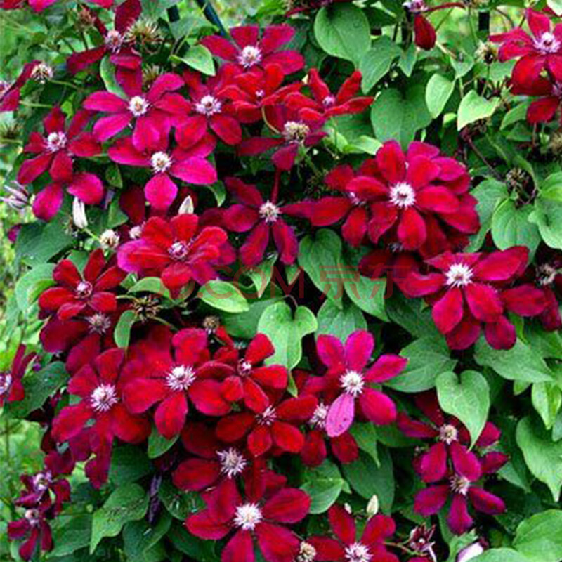 虹越铁线莲p14 中国红 2.5年生苗