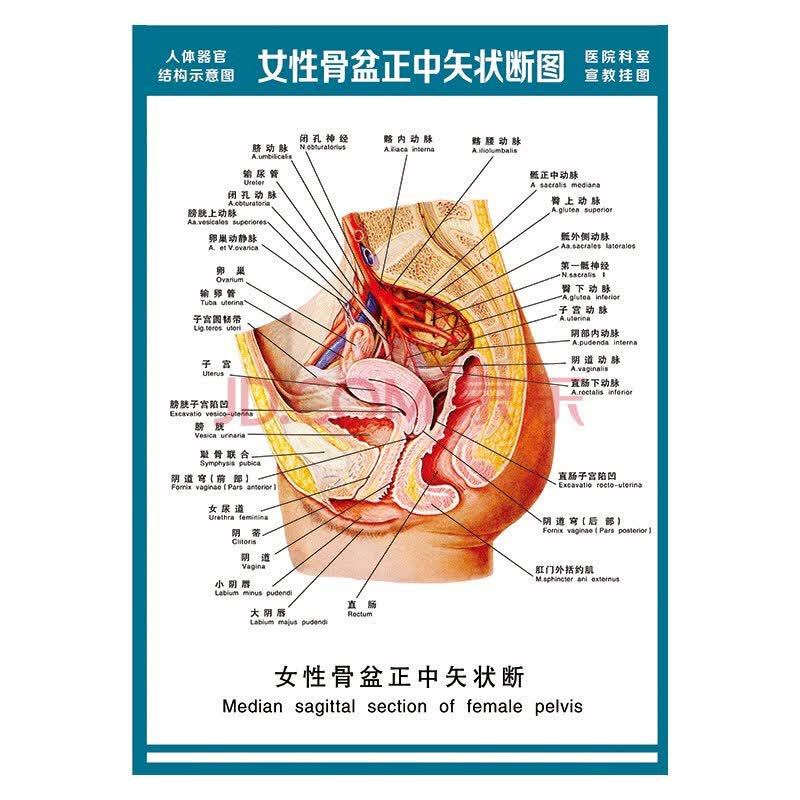 医院科室挂图人体结构图女性骨盆正中矢状断图宣传画wsa51-10 装裱仿