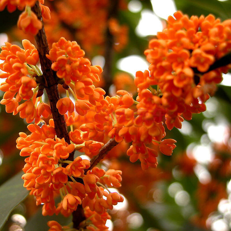 沁心园 桂花苗可食用可泡茶 四季香桂地栽盆栽绿植 园林绿化 j沉香桂