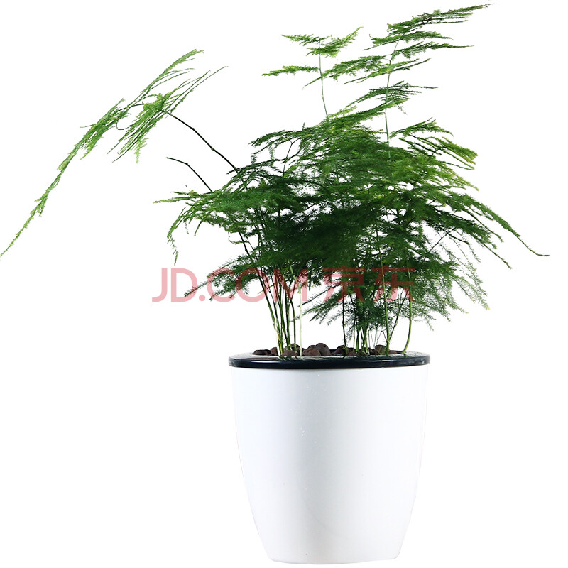 花七休 文竹 自吸水白色花盆 花卉绿植盆栽 室内居家桌面阳台办公室