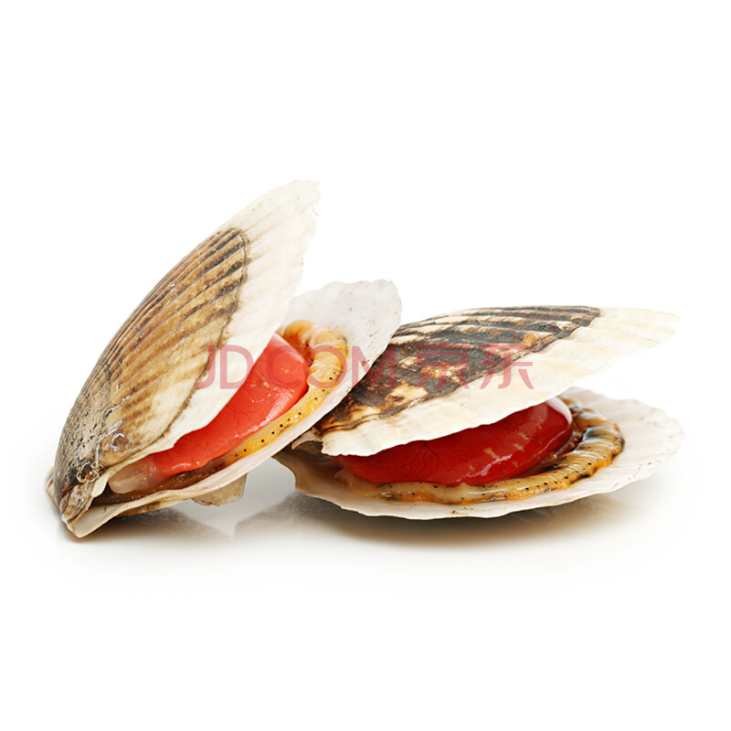 鲜玛特 野生鲜活扇贝 250g/只海鲜大连獐子岛元贝 大扇贝
