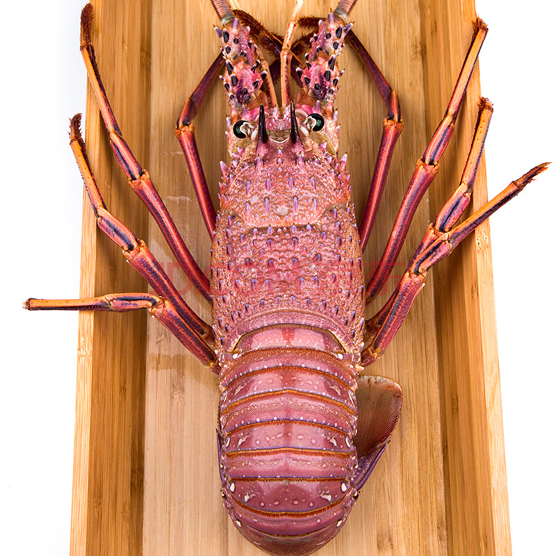 【活鲜】渔传播 美国进口鲜活大龙虾 650g 1只 盒装