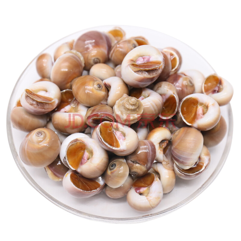 青岛鲜活小香螺