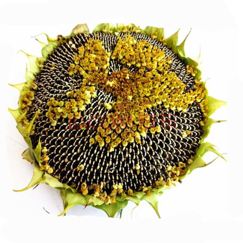 新鲜向日葵花盘2盘 生瓜子 葵花籽 原味葵花瓜子盘 顺丰快递2个 葵花