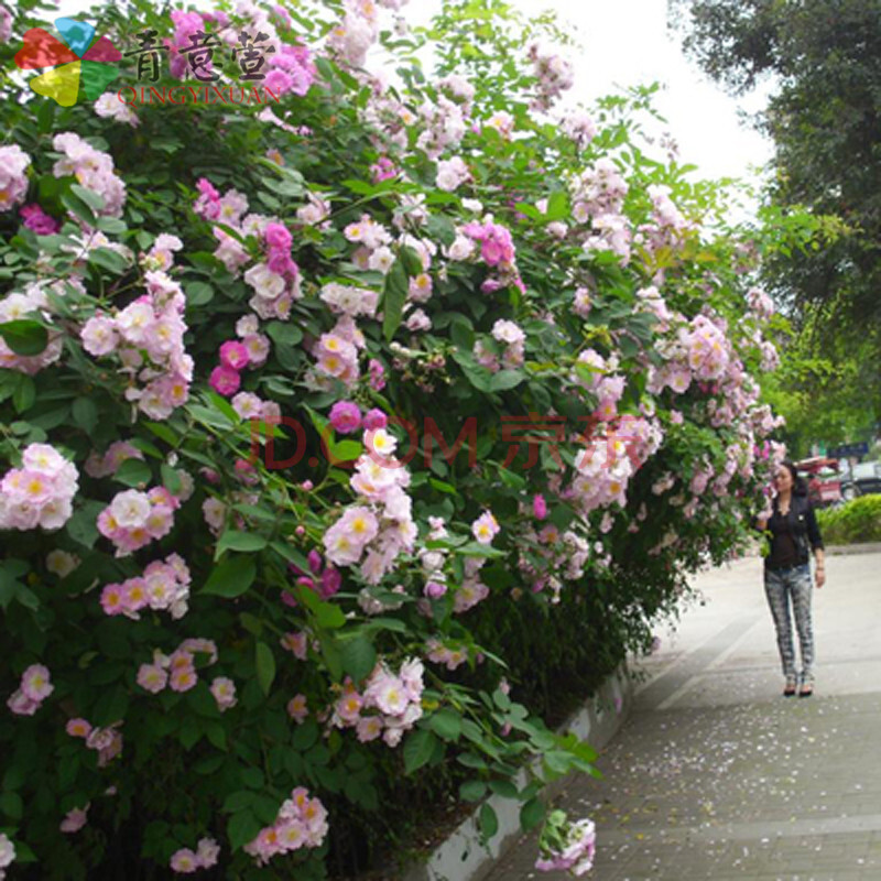 青意萱 多花薔薇花苗10年爬藤苗花卉盆栽綠植玫瑰月季香味四季大花