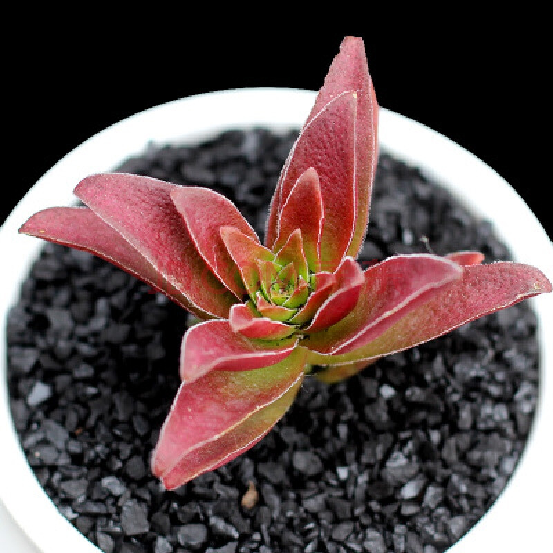 多肉植物组合盆栽绿植花卉花盆办公室室内肉肉植物老桩盆景 红叶祭