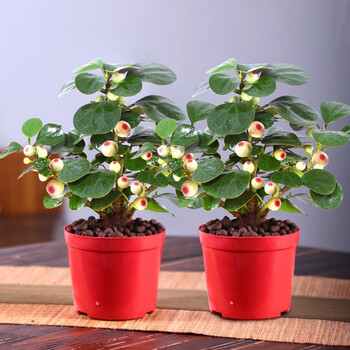 可之源小盼菩提树盆栽四季常青好养活办公室内桌面植物花卉盆景绿植