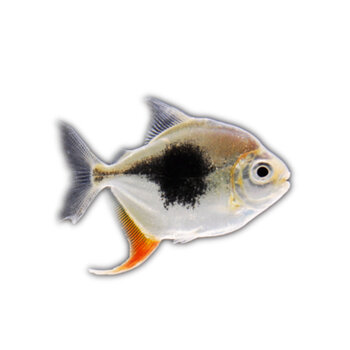 粗线银板鱼活体黑桃a银板鱼鱼苗虎纹银板鱼金龙鱼活体混养龙配鱼sqian