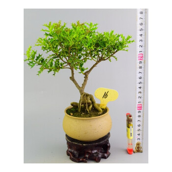 原生微型小叶枸骨盆景 掌上米叶枸骨盆栽 花卉绿植 实耐寒耐 16 含盆