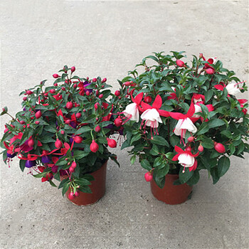 千茵阁倒挂金钟盆栽苗室内绿植灯笼花盆栽苗吊金钟吊钟花盆景 紫芯1盆