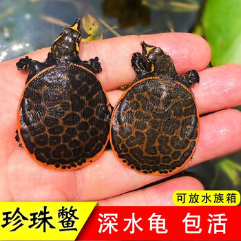 龟龟爬天下美国珍珠鳖深水清理鱼缸龟鱼混养吃粪龟情侣观赏甲鱼苗角