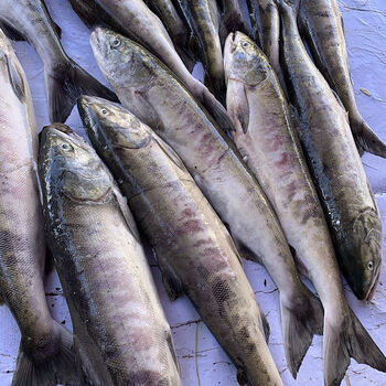 黑龙江特产大马哈鱼整条冷冻抚远洄游水产马哈 原味 7斤