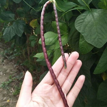 现摘新鲜豆角紫色红豆角紫刀豆长豇豆新鲜应季蔬菜4斤精选红豇豆纸箱