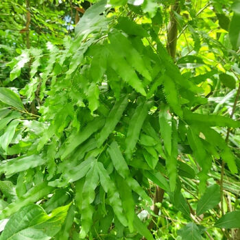 伟博海金沙藤 罗网藤 大叶海金沙 现采  500克 500克