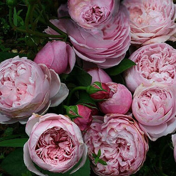 欧月粉色龙沙宝石藤本月季花苗扦插 爬藤植物绿植盆栽花卉蔷薇 自由