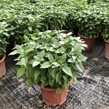 雪束九层塔盆栽可食用新鲜香料罗勒叶苗金不换薄荷驱蚊室内阳台绿植物