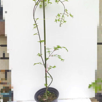 农资园艺>植物/仿真植物>绿植盆栽/花卉盆栽>其他绿植花卉盆栽>流泉枫