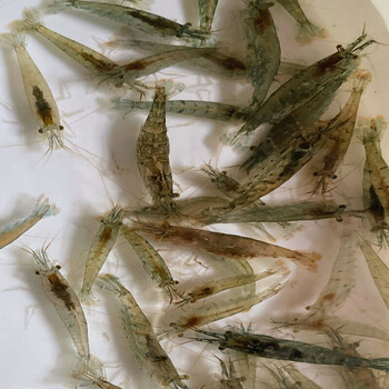 jdkjyaho【顺丰速运】黑壳除藻鱼缸草缸清洁鲜活观赏小米活虾活物河虾