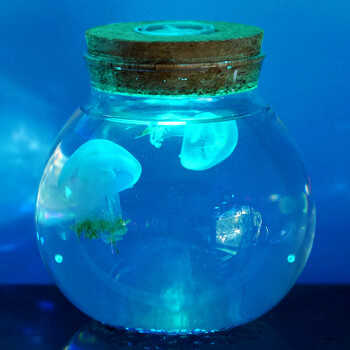 发光水母瓶迷你小水母活体观赏赤月水母情人节生日礼物 2只赤月水母