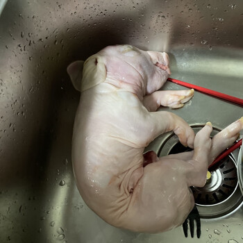 全猪整只小乳猪去内脏小香猪猪仔仔腊猪肉脆皮烤乳猪烧烤酒宴批发锦祥