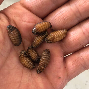 皮虫 全黄100g(百分百全黄)