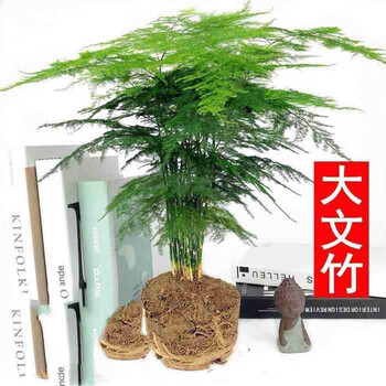 文竹盆栽蓬莱松天门冬塔型香松室内庭院观赏绿植盆栽净化空气四季常青35 45cm高度文竹不含盆 图片价格品牌报价 京东