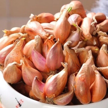 咯咚云南小黄葱头葱种子四季小香葱干葱头带须榨葱油种植批发5斤10斤