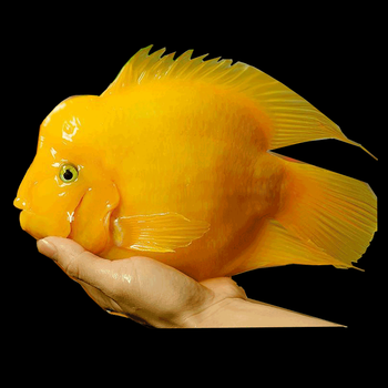 桐汝壁热带观赏鱼黄鹦鹉黄金元宝黄财神发财鱼中大型鱼活体黄金鹦鹉包