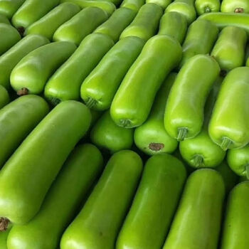 (现摘现发)闽农家自种新鲜瓠子瓜短葫芦瓜新鲜瓠瓜西葫芦瓜 5斤装瓠瓜