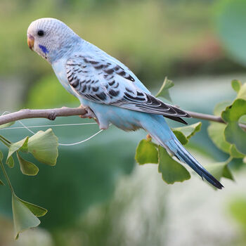 鹦鹉观赏鸟说话鸟小鸟活物鸟类活体家养鸟宠物鸟 蓝色云斑(包教说话)