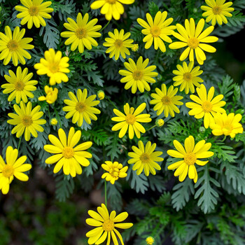 素蜜黄金菊盆栽花苗带花苞木春菊黄色菊花阳台庭院耐寒植物情人菊花卉