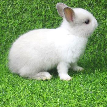 兔荷兰纯种白兔一对凤眼( 包活 包风险)之关 奶茶白道奇侏儒兔一只