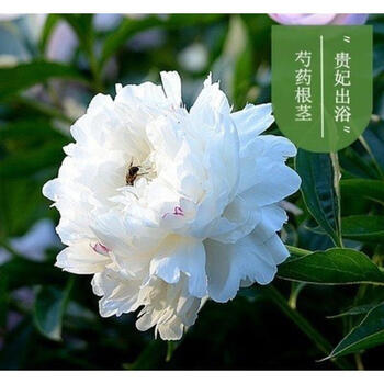 季开花易活芍药根块带芽室内盆栽室外庭sn6316 贵妃出浴3棵 种植肥料