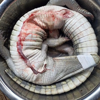 人工养殖鳄鱼顺丰愚港肉类鳄鱼生鲜肉 整只约34斤鹿凌青 鳄鱼肉(十斤)