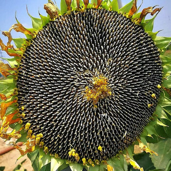 现摘向日葵瓜子盘新鲜葵花籽葵瓜葵盘原味嫩生瓜子葵花头孕妇零食 2