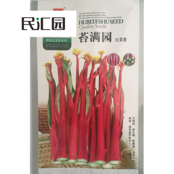 民汇园武汉洪山红菜苔蔬菜种子菜心十月红紫菜苔不苦的红菜苔叶小苔多 苔满圆红菜苔10克/袋