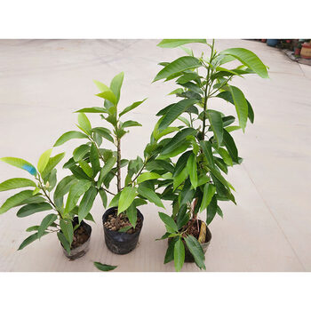 菓露仕黄果兰 树苗白兰花盆栽植物室内黄角兰树苗阳台庭院大型绿植