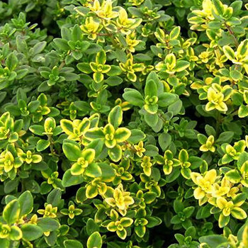 香艾草种籽子盆栽泡茶烘焙食用四季花卉种孑苗金色金边百里香苗3棵