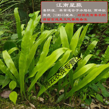 2022款植物上水石假山绿植水陆缸雨林缸造景苔藓微景观盆景江南星蕨5