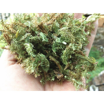 贵州野生草药伸筋草 中药材石松狮子草狮子尾舒筋生筋草500g