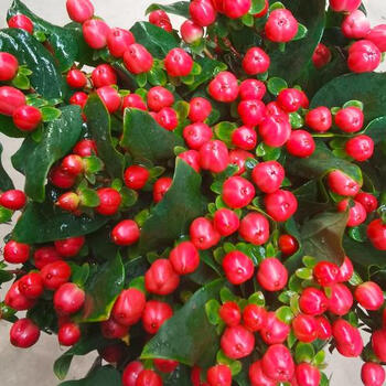 火龙珠(四方豆) b 若干枝/扎 55cm 红色