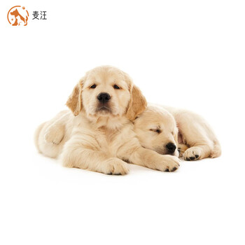 绿柒号金毛幼犬纯种金毛狗宠物狗狗活体导盲犬中型犬金毛幼崽活体有