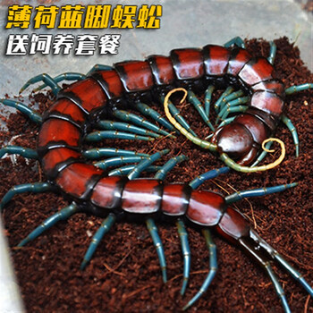 凶猛宠物大型蜈蚣活体 包活 18-22cm薄荷蓝脚蜈蚣一条