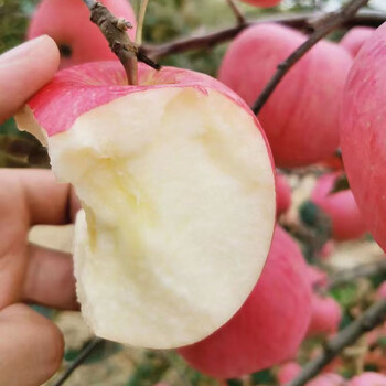 果宝沺陕西红富士苹果水果新鲜当季现摘丑萍果脆甜多汁净重5/10斤 净