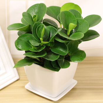 四季常青盆栽花卉青叶碧玉室内办公桌绿植水培植物豆瓣绿仿烤瓷盆不含