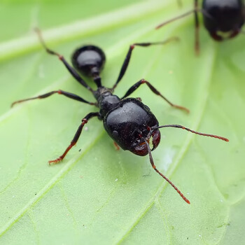 秋颖大头收获蚁 蚂蚁 1后 几十工【图片 价格 品牌 报价】-京东