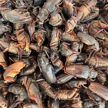 北京同仁堂天牛中药材干蠰水牛八角儿牛角虫天牛干新货内廷上用水天牛