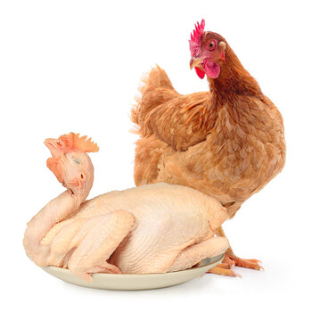 温氏跑步小土鸡650g供港土鸡农家走地鸡整鸡烧鸡炸鸡火锅食材